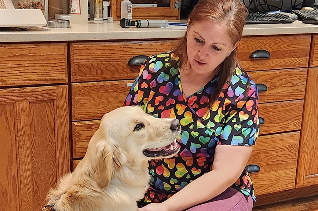 Golden Retriever with veterinarian